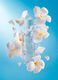 DREAMIST Shimmer Perfume Mist_3